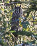 LONG-EARED OWL